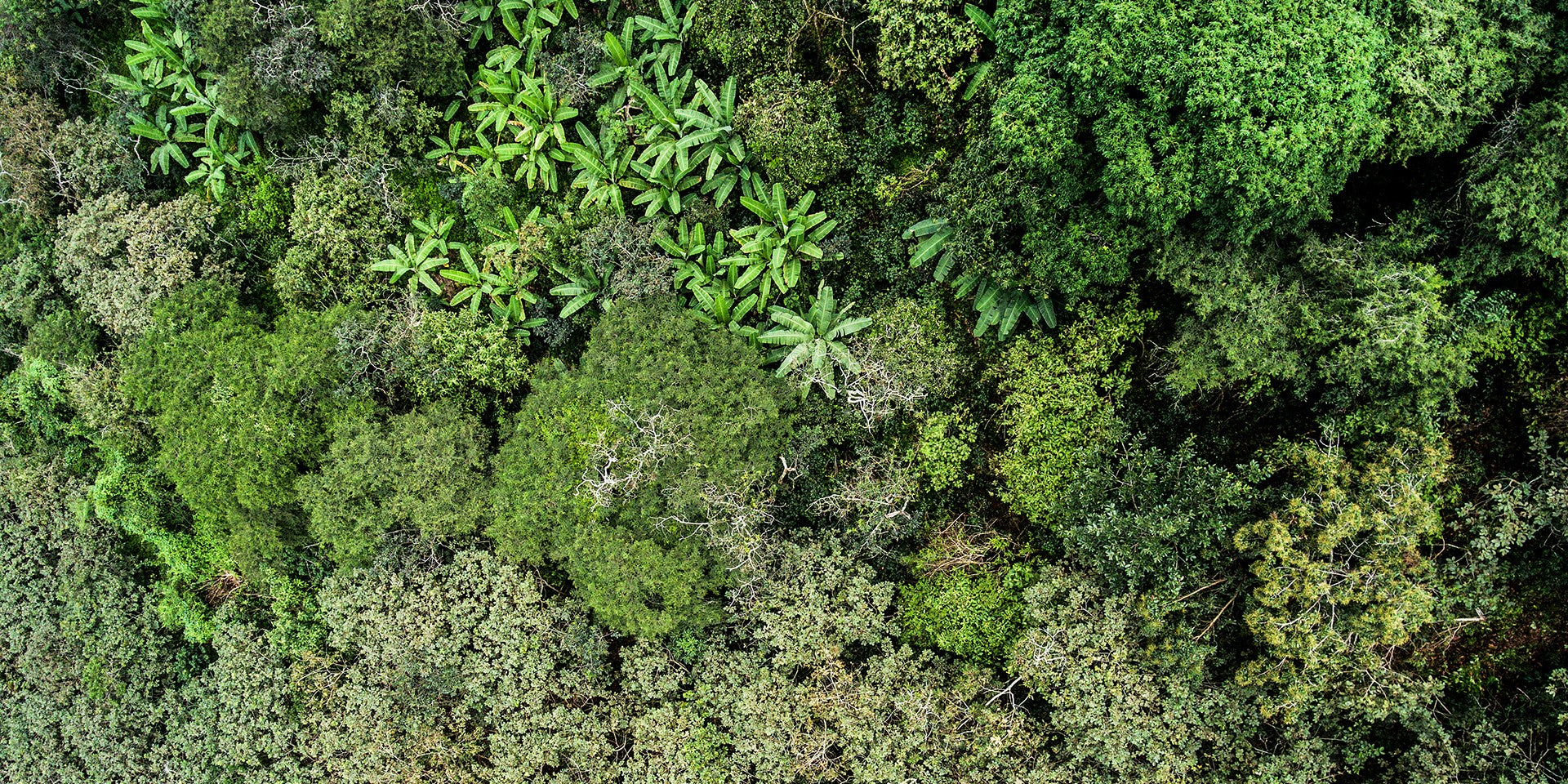 Une forêt verte vue à vol d'oiseau