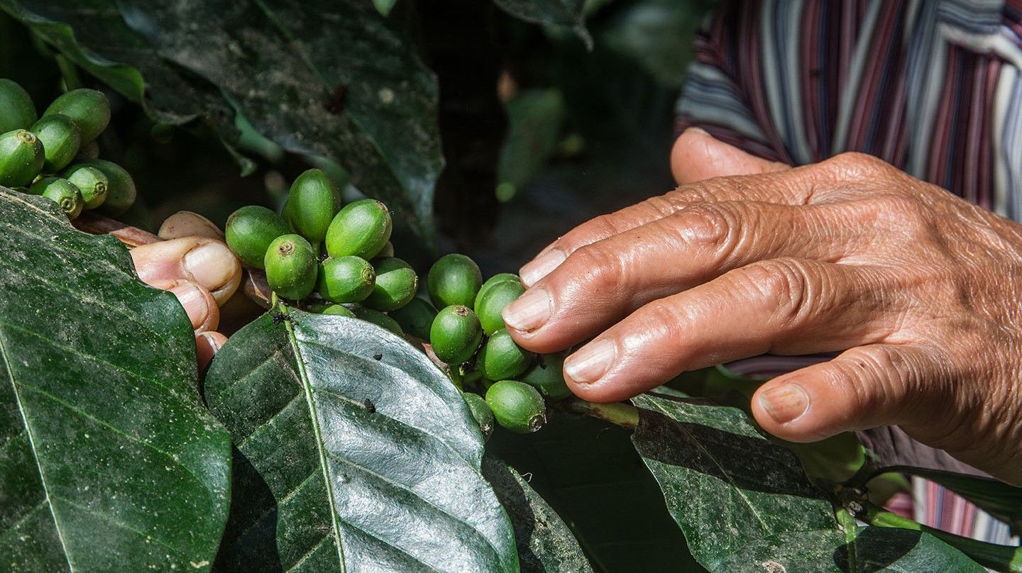 Primo piano di una mano che tocca un ramo di una pianta di caffè con i suoi frutti